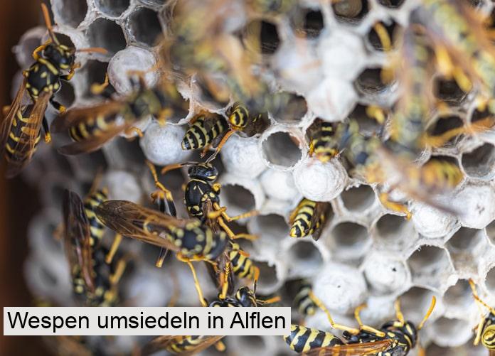 Wespen umsiedeln in Alflen